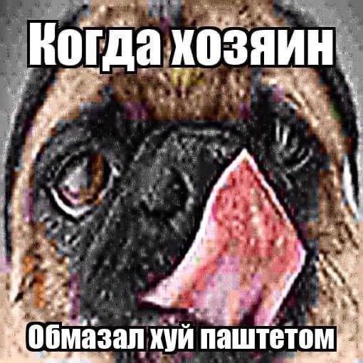 Когда хозяин обмазал паштетом Крупный план морды собаки, вероятно, мопса, с высунутым языком и широко открытым глазом. Надпись сверху "Когда хозяин", а снизу "Обмазал хуй паштетом".