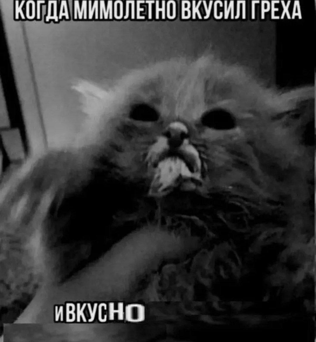 Мрачный пушистый кот с выражением удовольствия и подписью: «Когда мимолетно вкусил греха. И вкусно».
