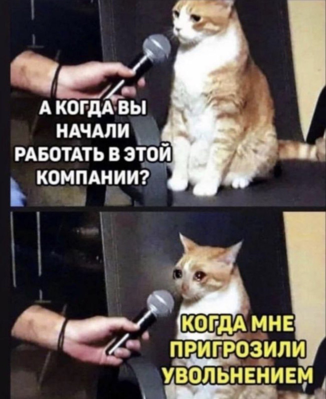 Когда мне пригрозили увольнением Мем с котом на интервью, отвечающим "Когда мне пригрозили увольнением"