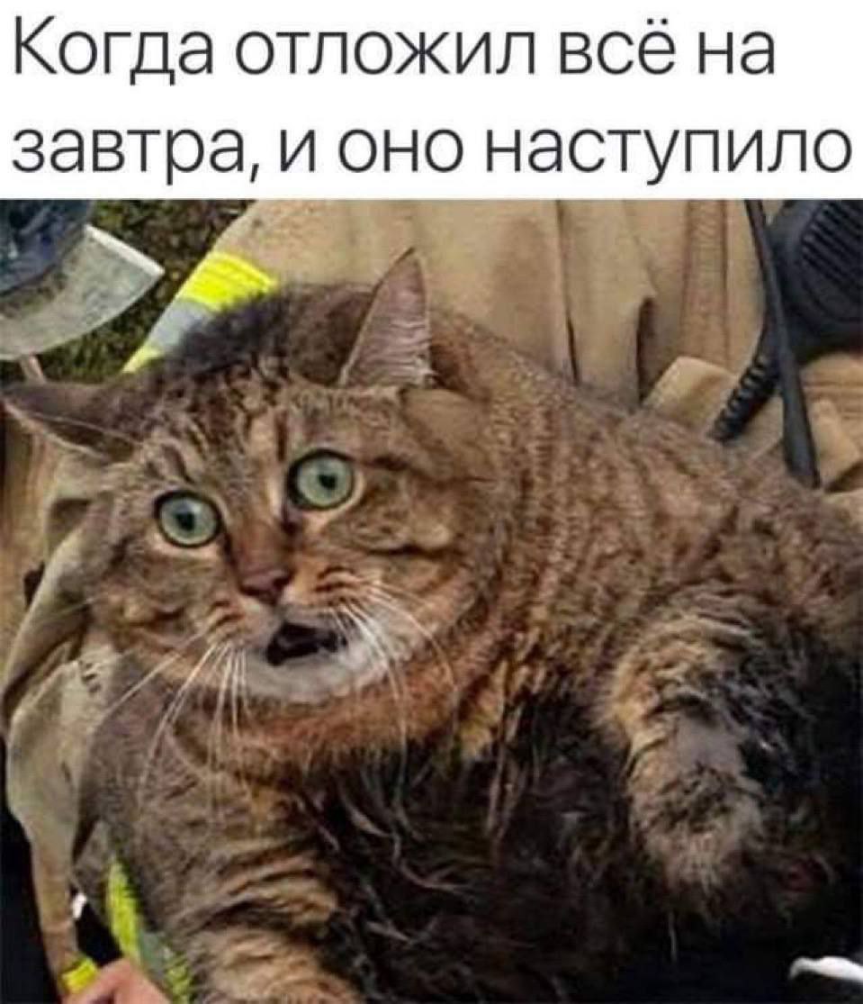 Когда отложил все на завтра и оно наступило Перепуганный кот с широко раскрытыми глазами, который, кажется, осознал, что завтра уже наступило.