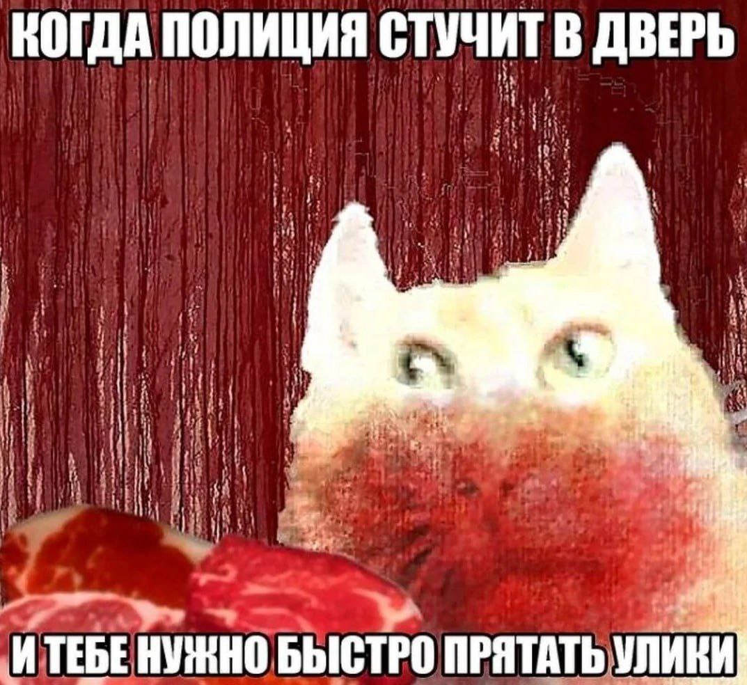 Когда полиция стучит в дверь, а тебе нужно быстро прятать улики Мем с котом, который прячет улики, когда полиция стучит в дверь