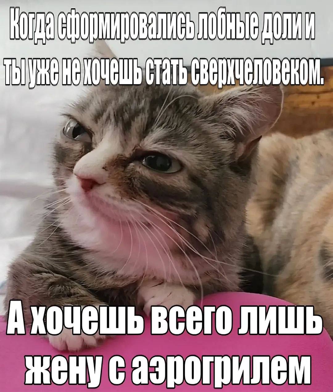 Грустный кот о том, как после формирования лобных долей хочется уже не стать сверхчеловеком, а всего лишь найти жену с аэротрипсилем