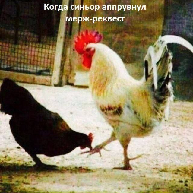 Когда синьор аппрувнул мерж-реквест Белый петух победоносно наступает на лапу темной курице, символизируя одобрение синьором мерж-реквеста