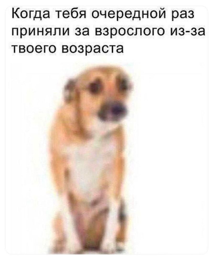 Когда тебя очередной раз приняли за взрослого Маленькая собачка с грустным видом, которую приняли за взрослого из-за ее возраста