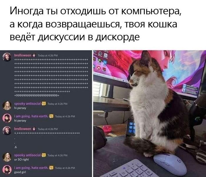 Иногда ты отходишь от компьютера, а когда возвращаешься, твоя кошка ведёт дискуссии в дискорде Мем с котом, который ведет дискуссии в дискорде, пока хозяин отошел от компьютера