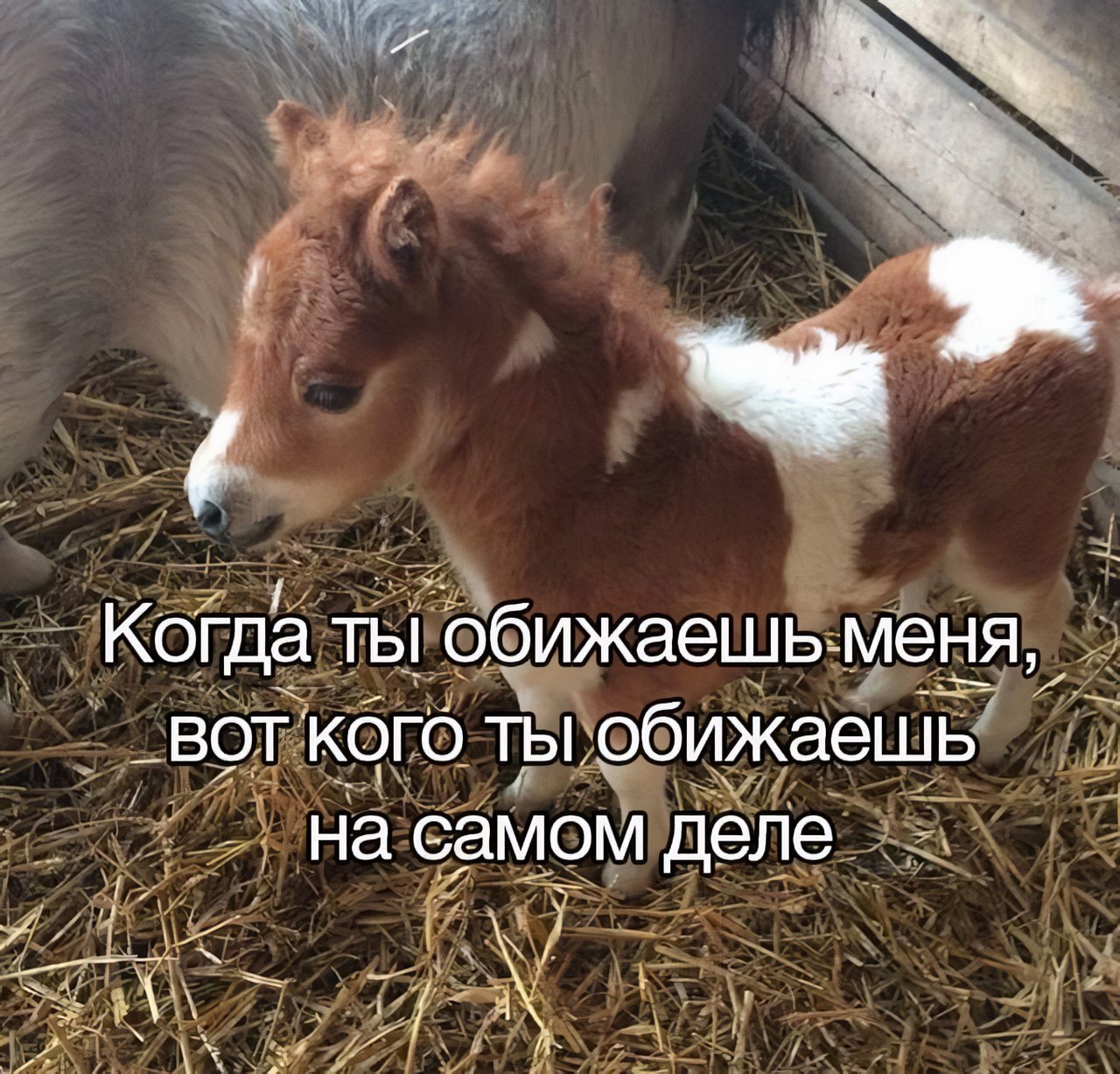 Когда ты обижаешь меня, вот кого ты обижаешь на самом деле Маленький пони с грустным взглядом и подписью: "Когда ты обижаешь меня, вот кого ты обижаешь на самом деле"