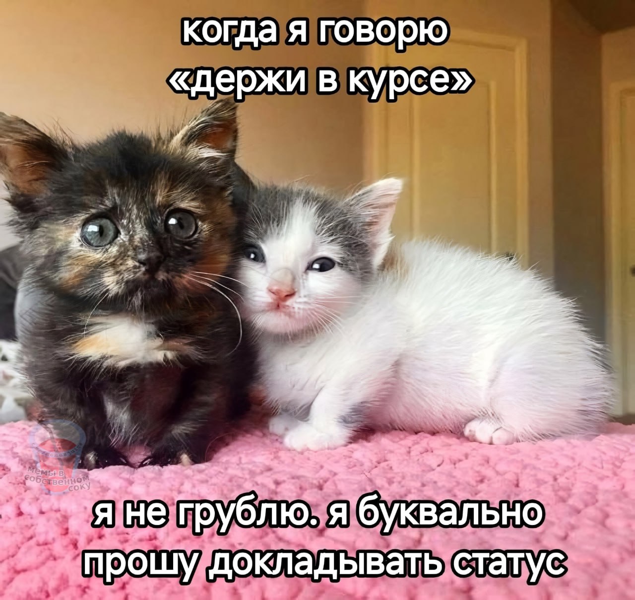 Когда я говорю держи в курсе Два котенка и надпись: Когда я говорю «держи в курсе», я не грублю, я буквально прошу докладывать статус