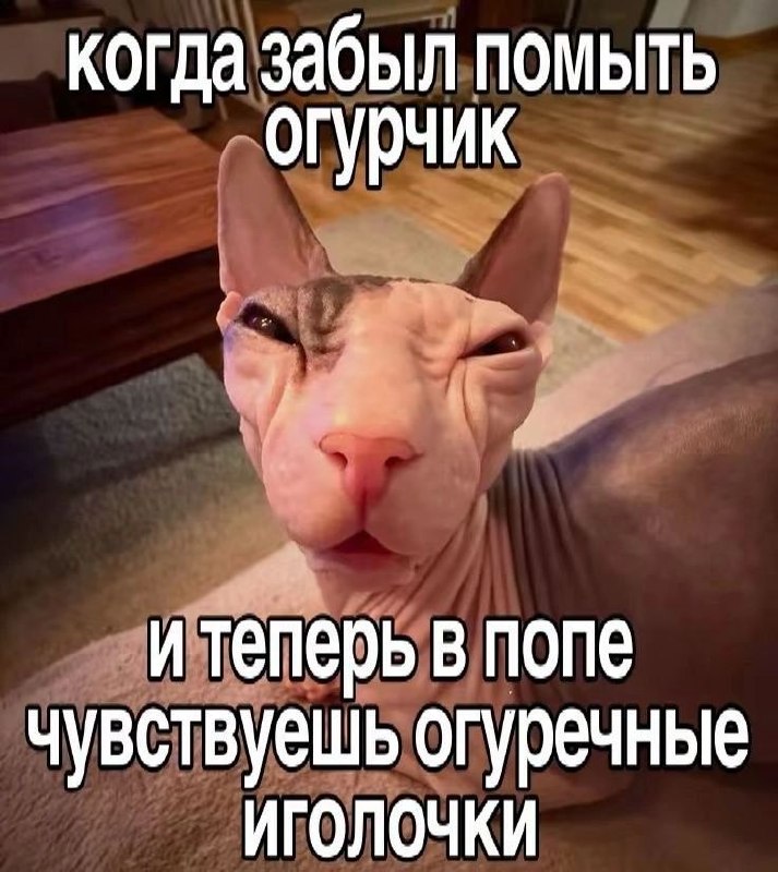 Лысый кот сфинкс с недовольной мордой и подписью про забытый огурчик и «огуречные иголочки» в попе.