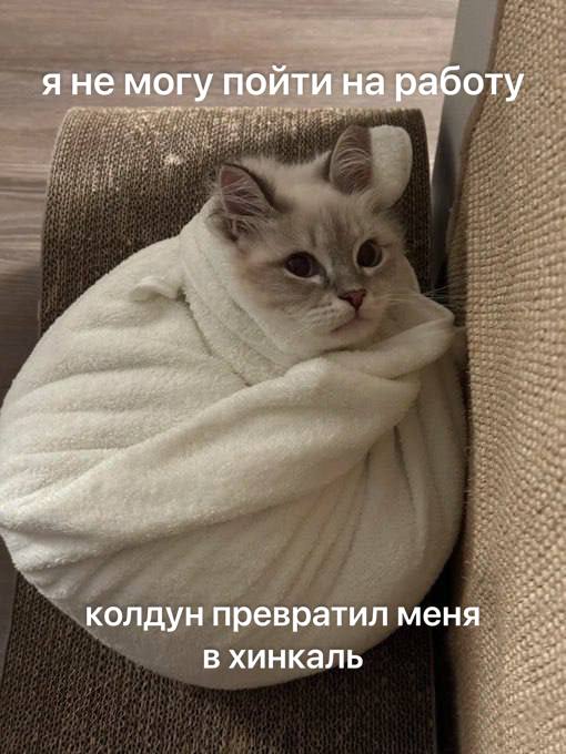 Колдун превратил меня в хинкали Мем с котом, завернутым в полотенце, и текстом «Я не могу пойти на работу, колдун превратил меня в хинкали».