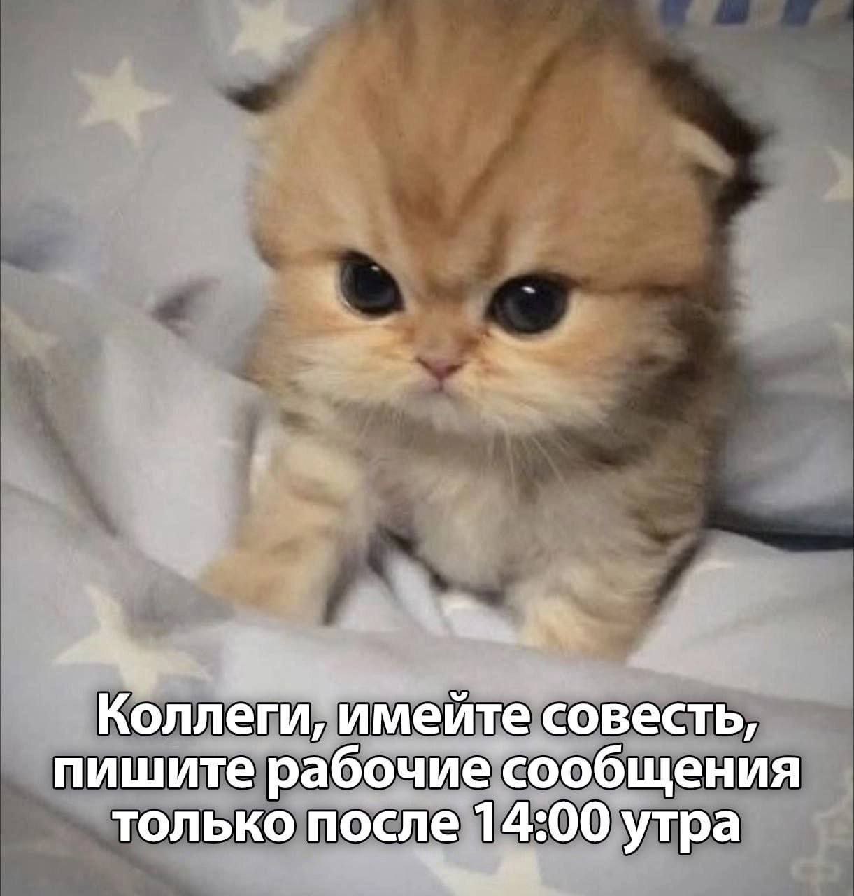 Коллеги, имейте совесть Котёнок просит коллег писать рабочие сообщения только после 14:00 утра