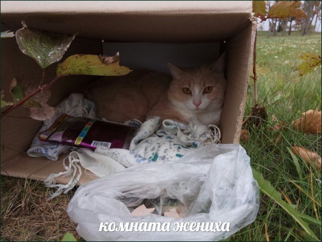 Кот в картонной коробке на улице с подписью «комната жениха»