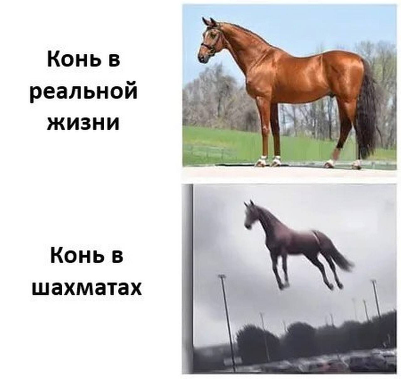 Конь в шахматах в реальной жизни Фотомем, на котором изображена коричневая лошадь, стоящая на траве, и та же лошадь, летящая по воздуху над парковкой, с подписями "Конь в реальной жизни" и "Конь в шахматах".