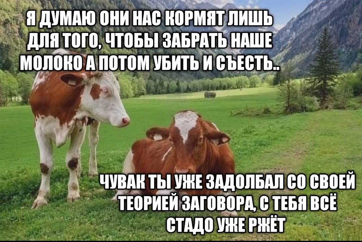 Две коровы обсуждают теорию заговора о том, зачем люди кормят их молоком, а одна из них уже устала от подозрений другой.