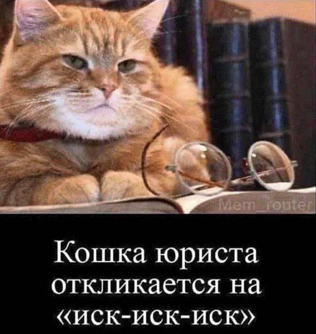 Кошка юриста откликается на «иск-иск-иск» Кошка юриста откликается на «иск-иск-иск»