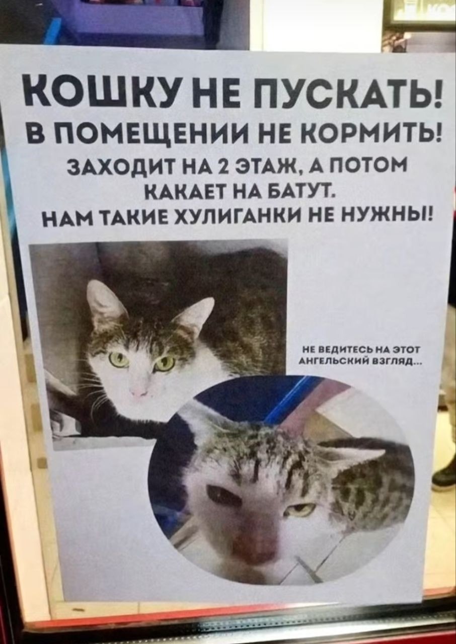 Шуточное объявление про кошку, которую нельзя пускать в помещение и кормить, потому что она заходит на второй этаж и какает на батут.
