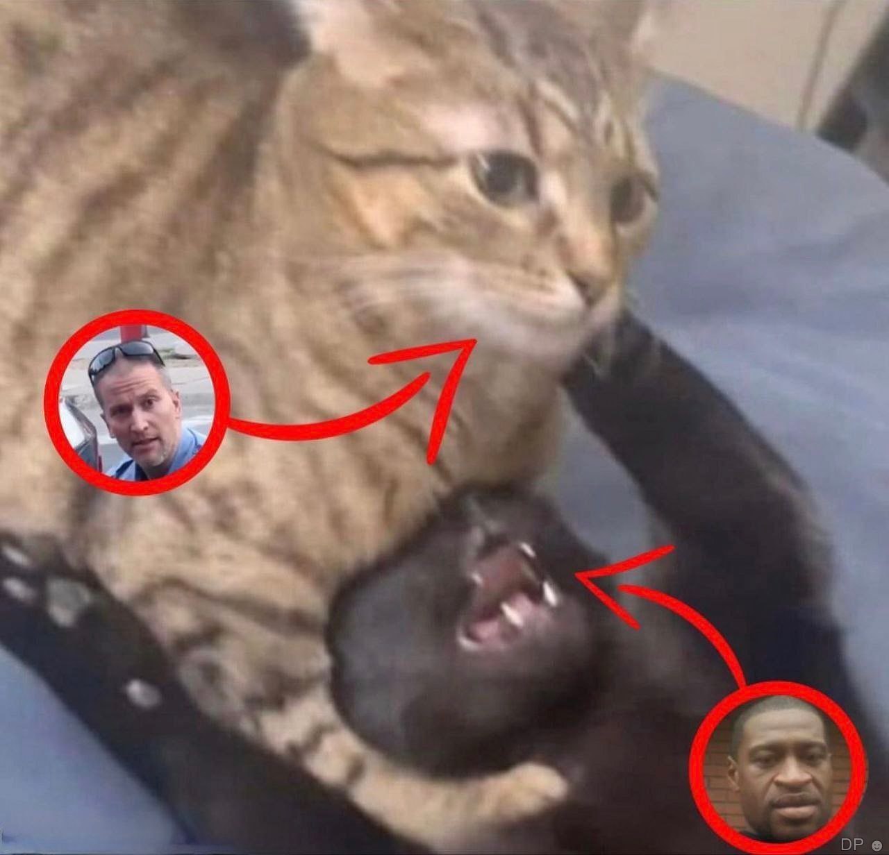 Кошка держит котенка за шею Кошка держит котенка за шею.