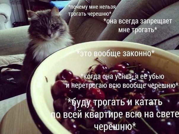 Пушистый кот смотрит на миску с черешней, пока поверх картинки написан шутливый текст о том, почему ему нельзя трогать ягоды.
