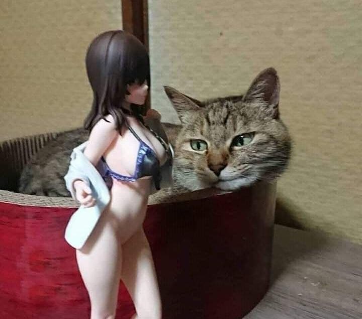Кот и фигурка девушки Кот, выглядывающий из красной коробки, смотрит на фигурку девушки в бикини