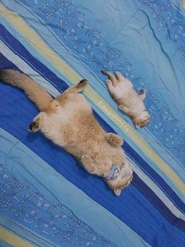 Кот и котенок спят на спине Кот и котенок спят на спине на кровати на синем покрывале