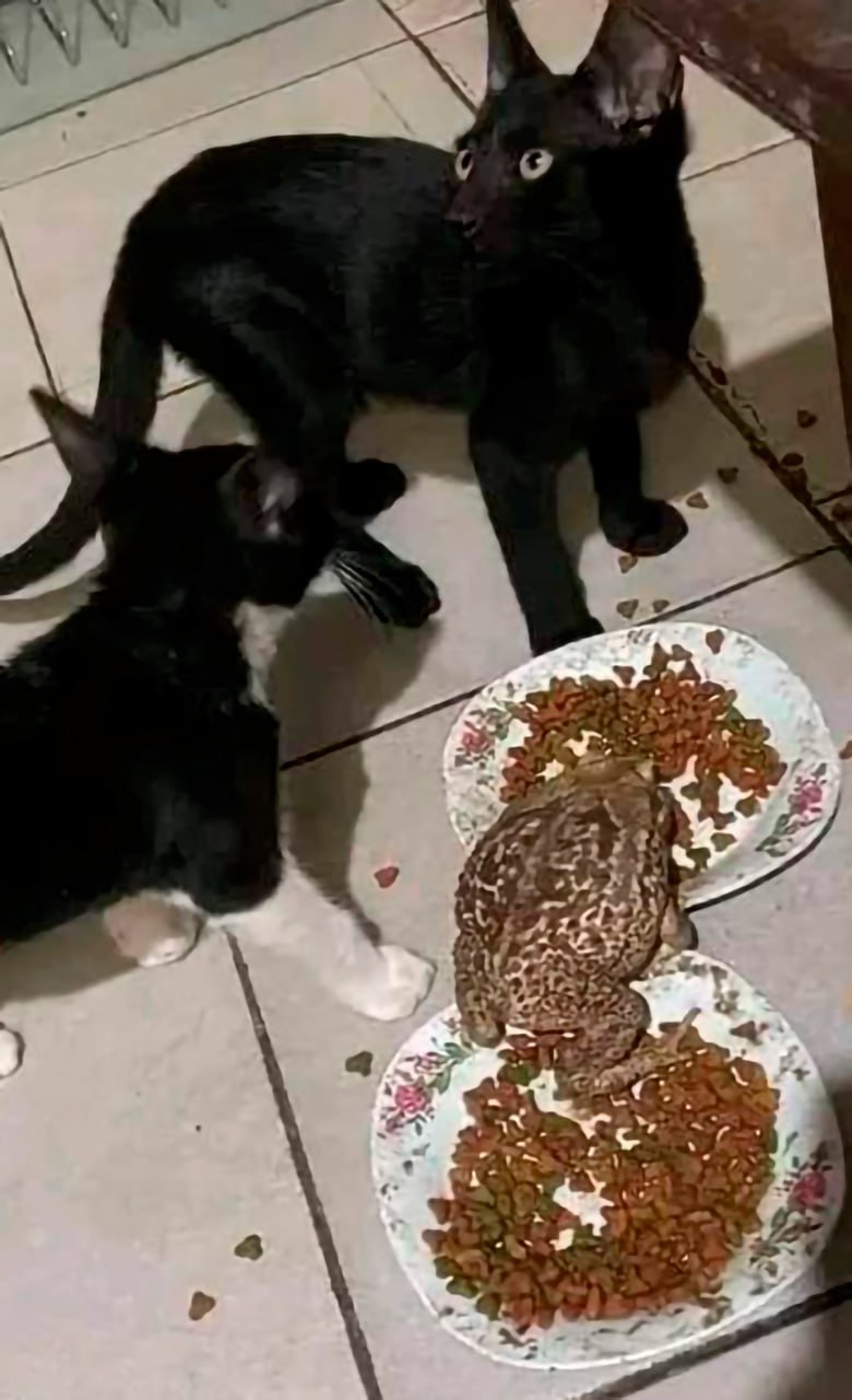 Кот и лягушка едят из одной миски Два кота смотрят на жабу, которая ест их еду из мисок с кошачьим кормом на плиточном полу