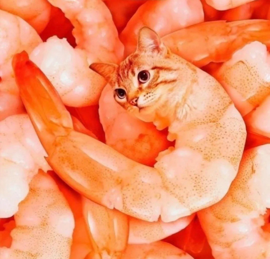 Кот креветка Кот, которого превратили в креветку, лежит среди других креветок