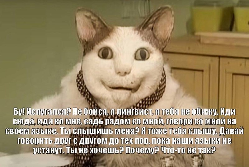 Кот лингвист Кот представляется лингвистом и предлагает поговорить