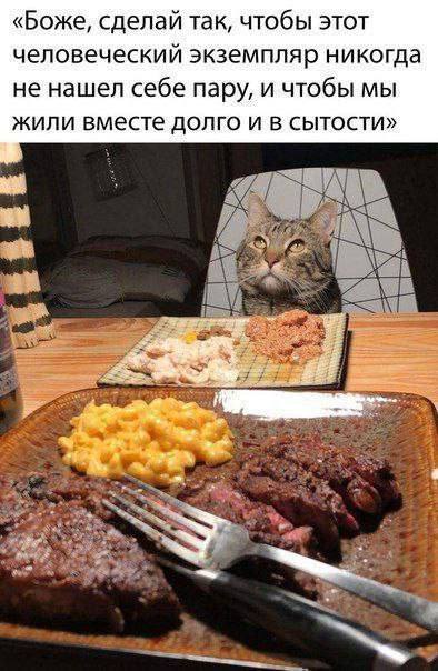 Кот молит, чтобы человек не нашел пару Мем с котом, который желает, чтобы человек не нашел себе пару, чтобы они жили вместе долго и в сытости