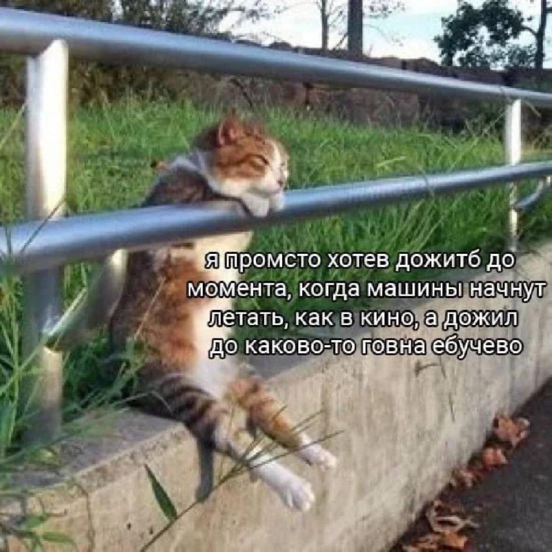 Кот на перилах «я просто хотел дожить до момента» Мем с котом, который грустно лежит на перилах, а рядом надпись «я просто хотел дожить до момента, когда машины начнут летать, как в кино, а дожил до какого-то говна ебучева».