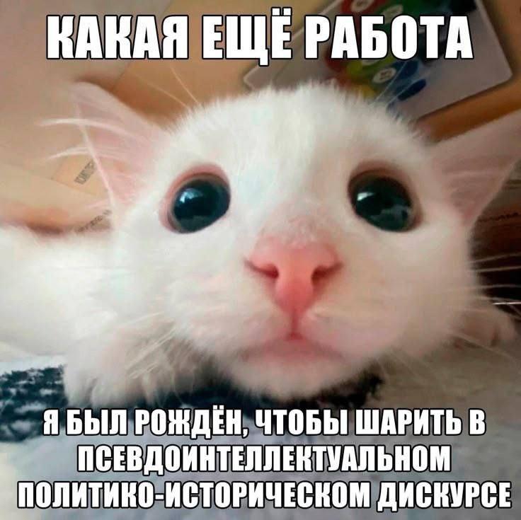 Какая ещё работа Мем с котом, который не хочет работать, а хочет участвовать в псевдоинтеллектуальном политико-историческом дискурсе.