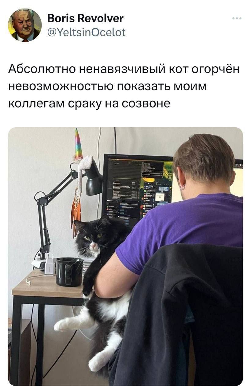 Абсолютно ненавязчивый кот огорчён Кот, который не может показать попу на созвоне, сидит на руках у человека за компьютером.