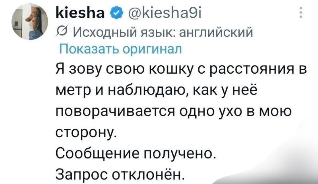 Кошка услышала зов хозяина, повернула в его сторону одно ухо, но решила отклонить запрос.