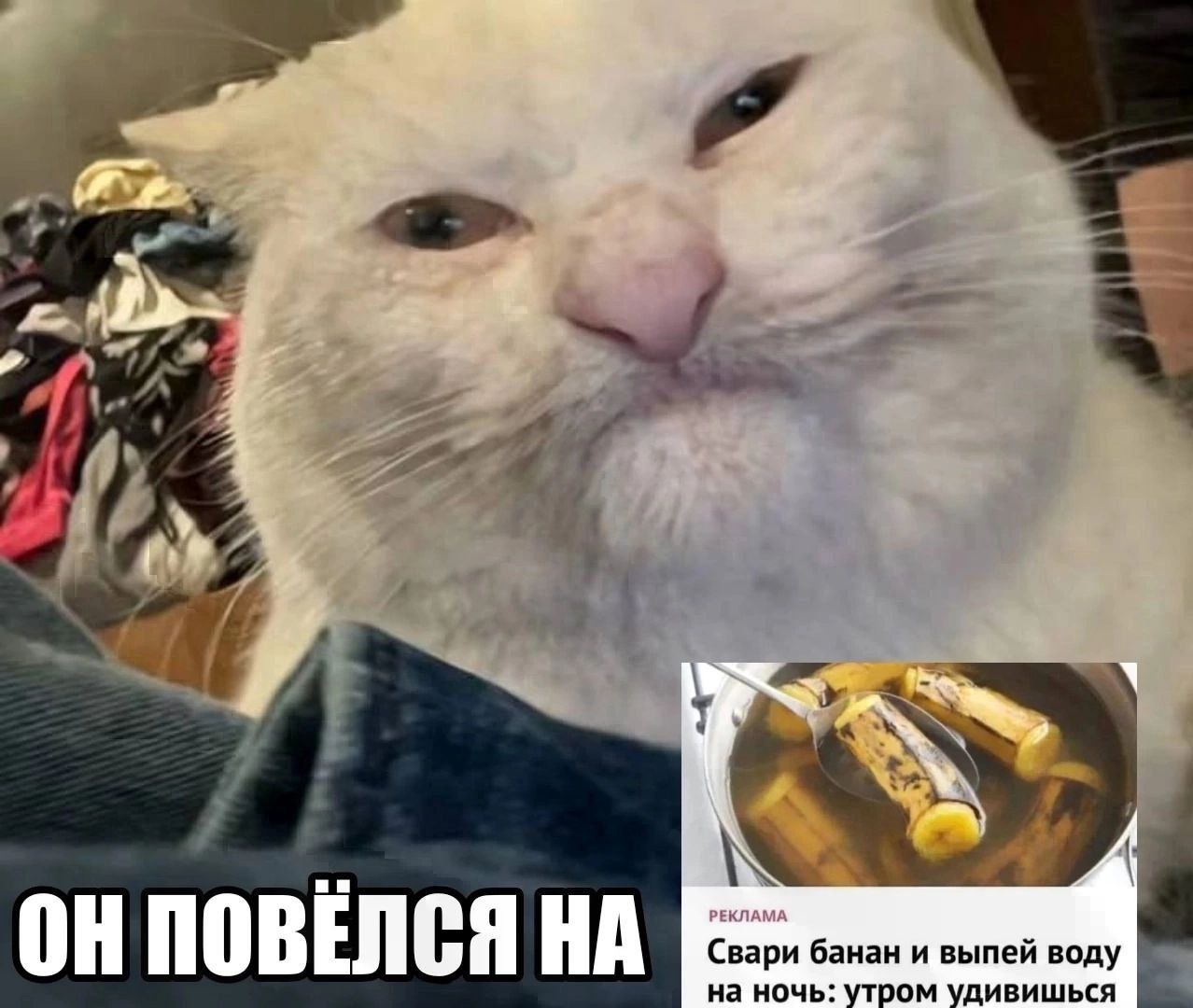 Кот повёлся на рецепт с бананом Кот не верит в рецепт с варёным бананом
