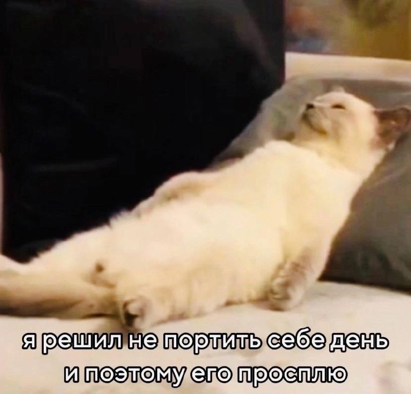 Кот просплю день Кот лежит на подушке с закрытыми глазами и текстом «я решил не портить себе день и поэтому его просплю»