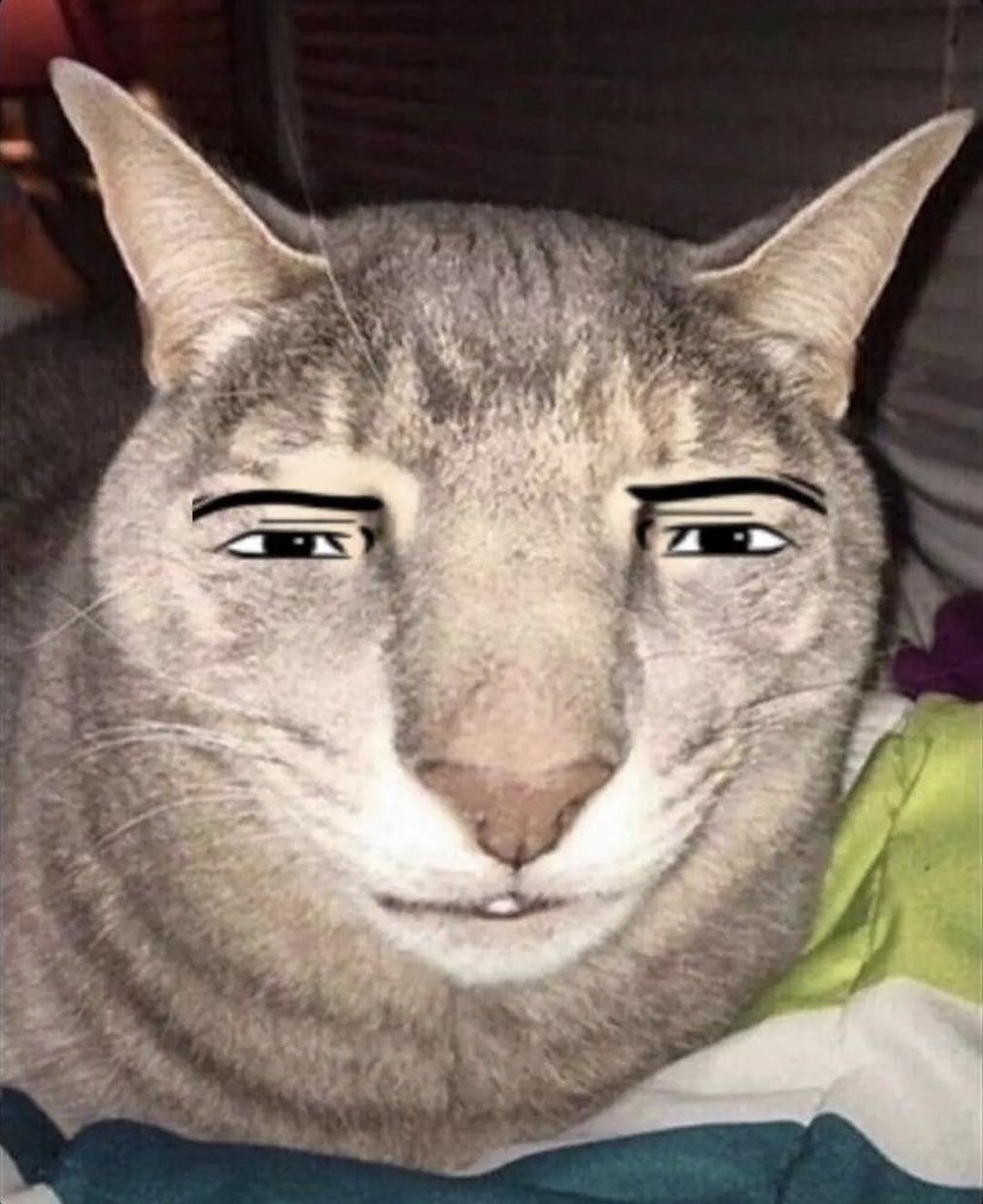 Кот с человеческими глазами Морда кота, на которую наложили нарисованные глаза с выражением «Ojos de sorpresa»