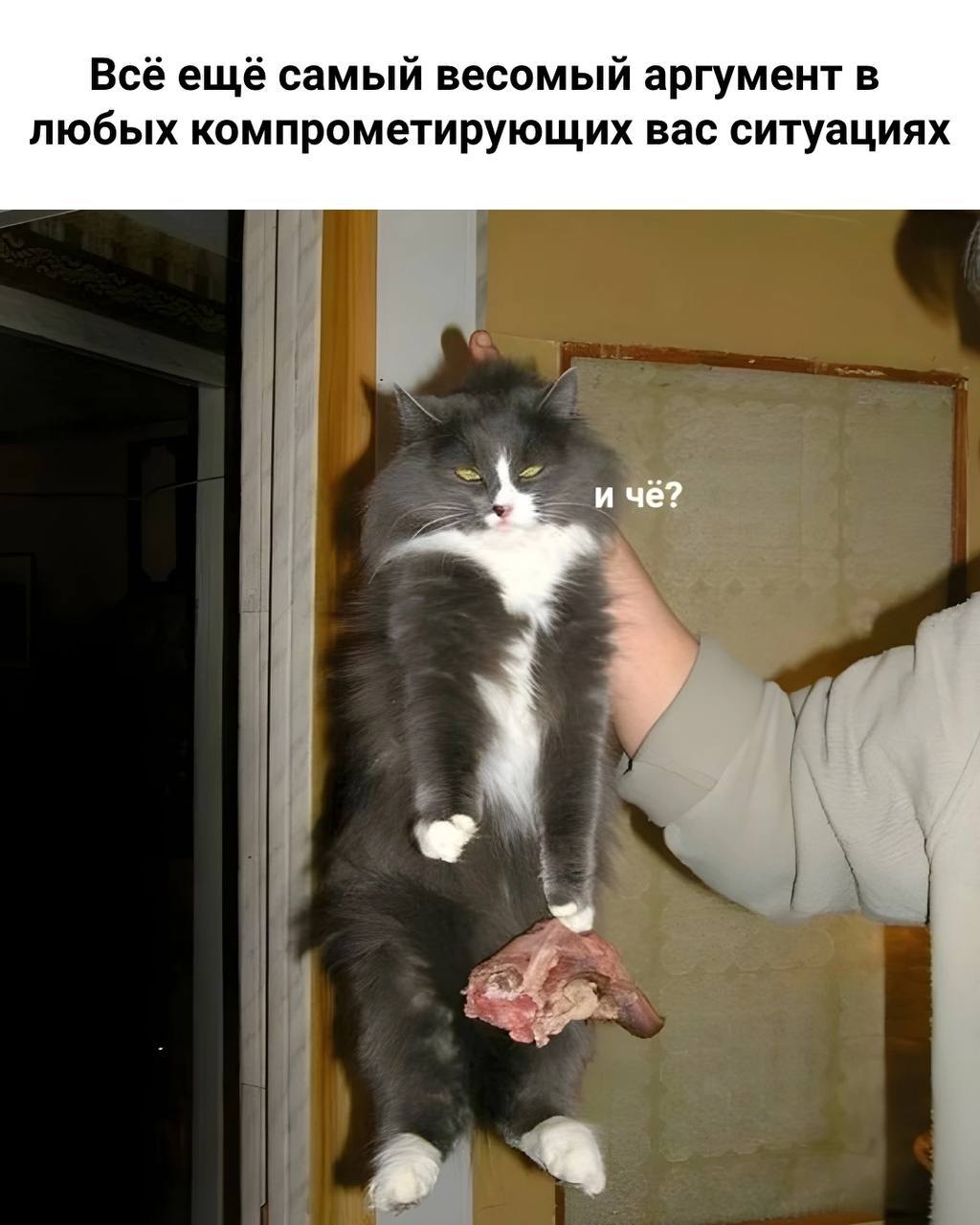 Кот с головой курицы и надписью «и чё?» Мем с котом, которого держат за шкирку, а он держит голову курицы, и надписью «и чё?»
