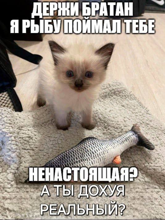 Кот с пойманной рыбой Кот с игрушечной рыбой и надписью «Держи братан, я рыбу поймал тебе. Ненастоящая? А ты дохуя реальный?»