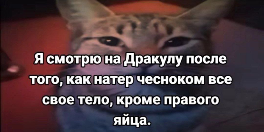 Кот смотрит на Дракулу Кот смотрит на Дракулу после чеснока