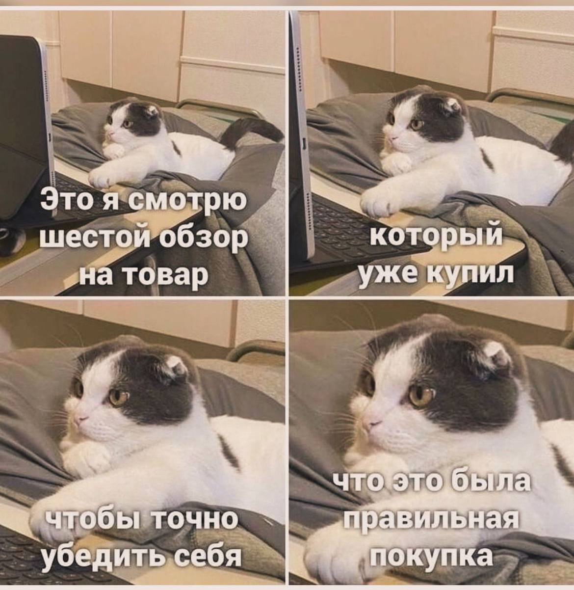 Кот смотрит обзор на товар Мем с котом, который внимательно смотрит шестой обзор на товар, который он уже купил, чтобы убедиться в правильности своей покупки.