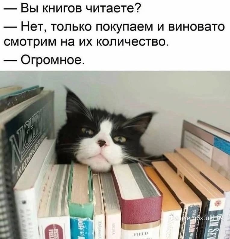 Кот среди книг "Вы книг читаете?" Кот, который не читает книги, только покупает их и виновато смотрит на их огромное количество.