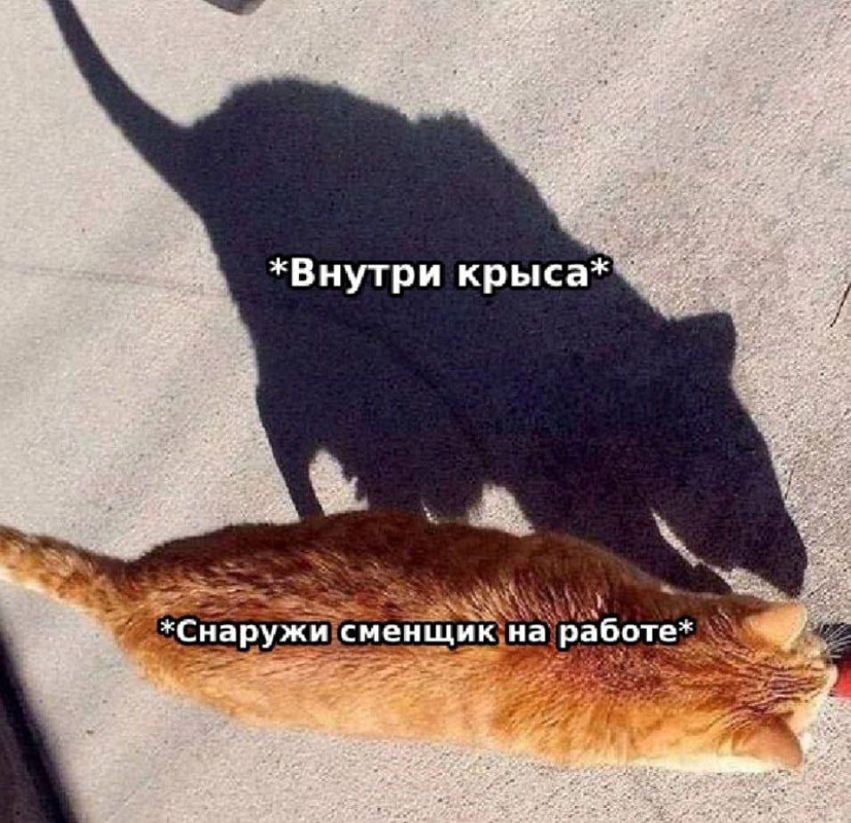 Кот тень крысы Мем с котом, чья тень выглядит как крыса, символизирующий сменщика на работе, который выглядит расслабленным, но на самом деле является "крысой".