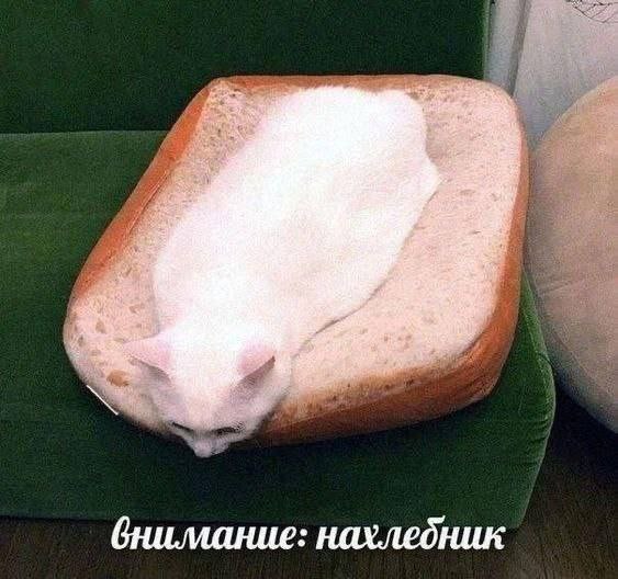 Кот в хлебе Белый кот лежит в хлебе и подпись: внимание, нахлебник