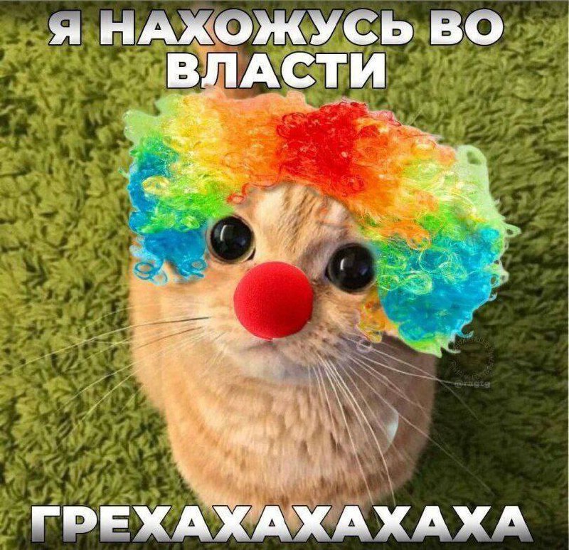 Кот в образе клоуна Смешной кот с клоунским носом и радужным париком говорит, что он во власти греха