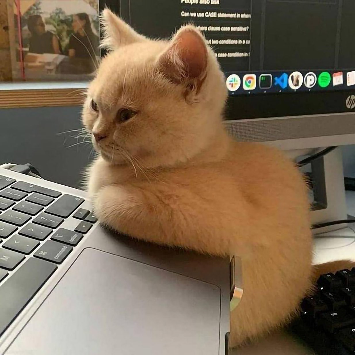 Кот за компьютером Кот, сидящий за компьютером