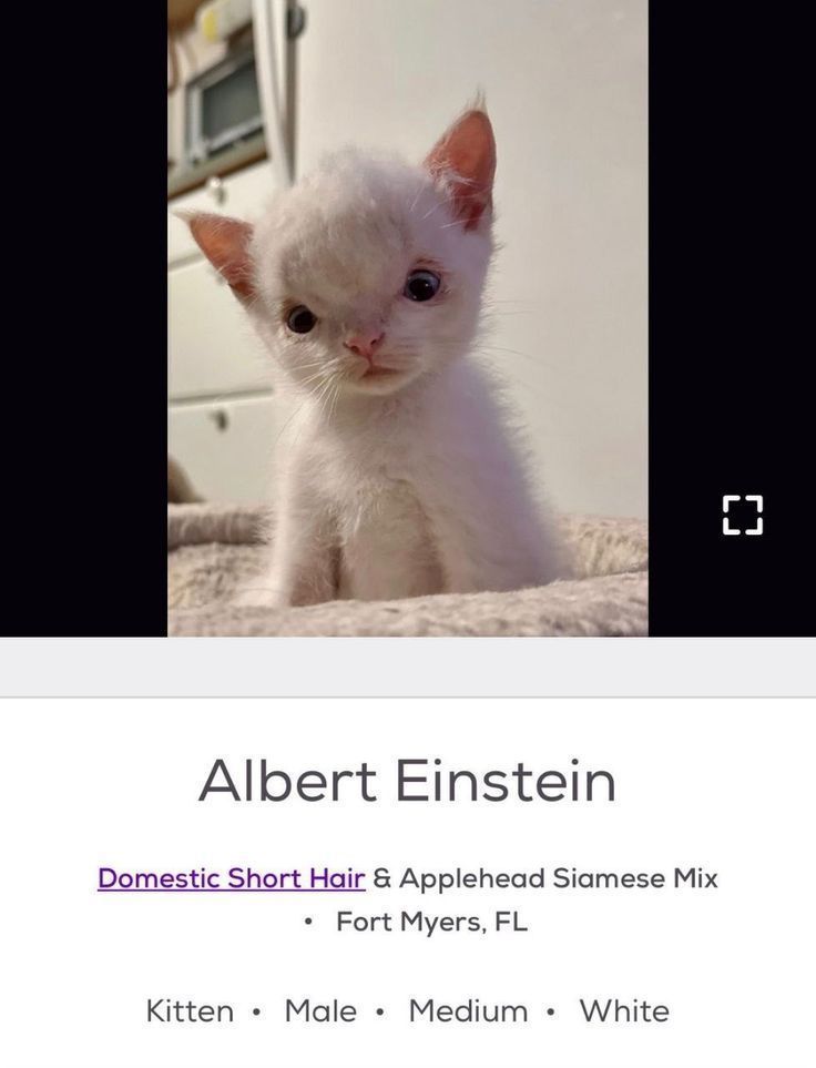 Котенок Альберт Эйнштейн Котенок Альберт Эйнштейн, смесь домашней короткошерстной и сиамской кошки, с необычной мордочкой, напоминающей человеческое лицо