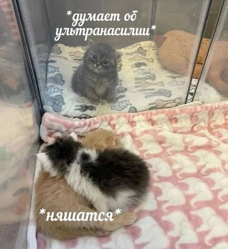 Котёнок думает об ультранасилии Мем с маленьким серым котёнком, который сидит отдельно от своих братьев и сестёр и «думает об ультранасилии», пока другие котята мило обнимаются.