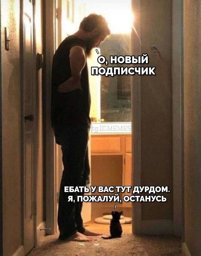 Котёнок и новый подписчик Мем с человеком, смотрящим на котёнка, с надписями про нового подписчика и дурдом.