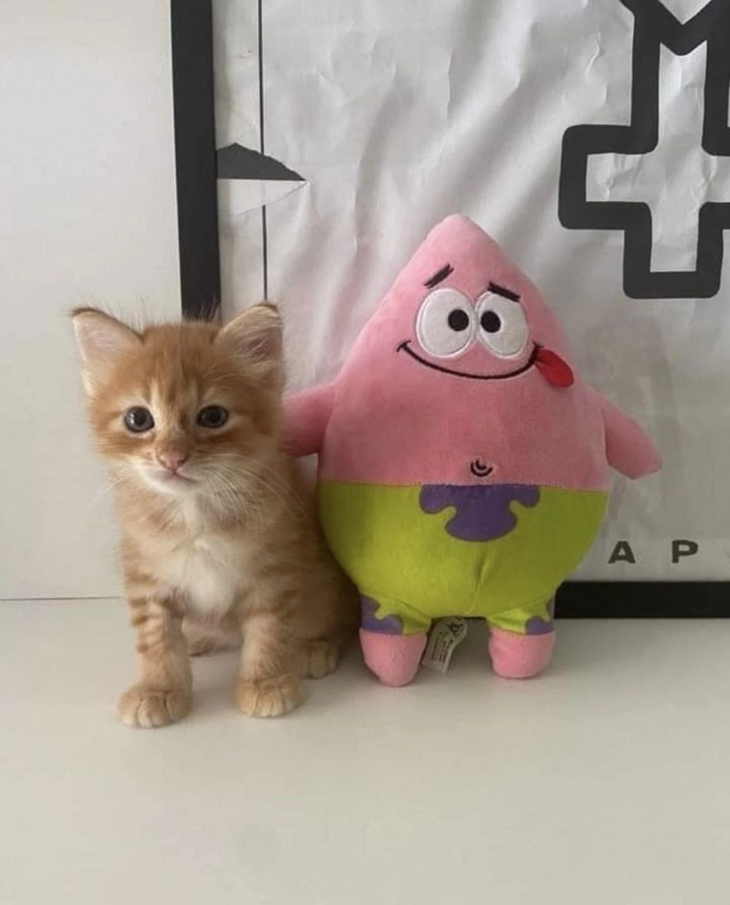 Котенок и Патрик Милый рыжий котенок сидит рядом с плюшевой игрушкой Патрика из "Губки Боба"