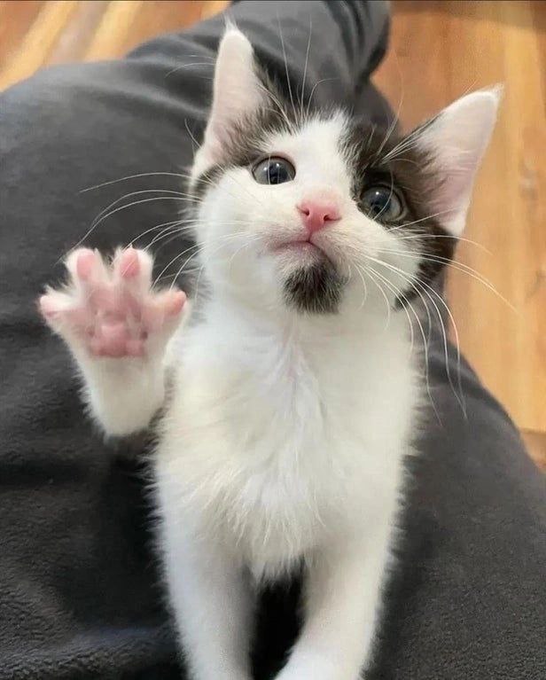 Котёнок, который машет лапкой Котёнок машет лапкой