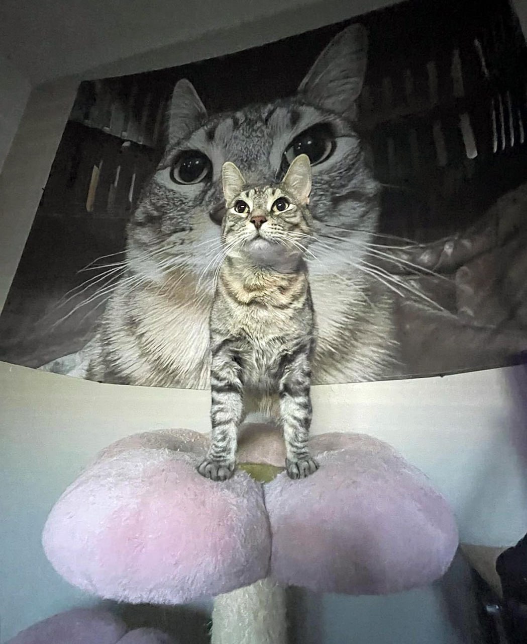Котёнок на фоне кошки Полосатый котёнок стоит на кошачьем домике, а за ним на стене висит большое изображение такой же полосатой кошки. Котёнок смотрит вверх, как бы позируя для фотографии. Большой кот на заднем плане тоже смотрит прямо.