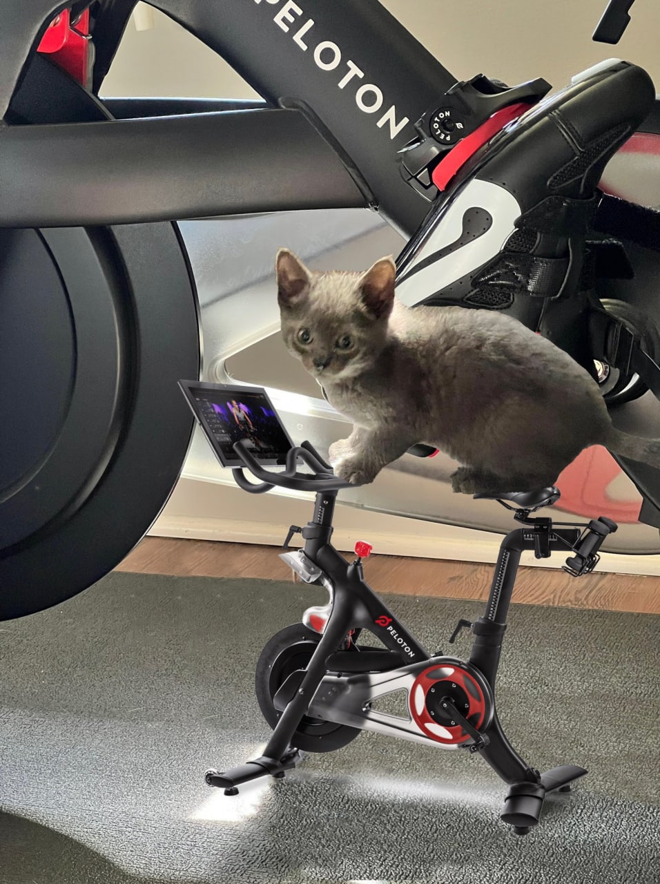 Котенок на Peloton Серый котенок забрался на тренажер Peloton и смотрит на планшет.